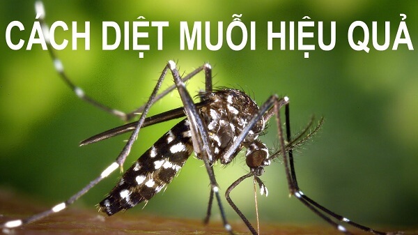 Diệt Mối Phương Nam – Dịch Vụ Diệt Mối & Côn Trùng Tận Gốc