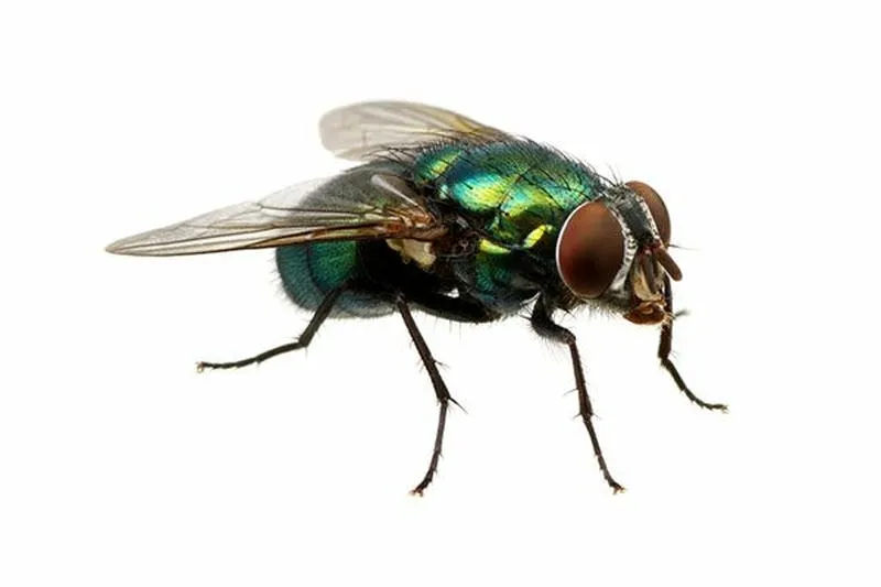 10 cách đuổi ruồi hiệu quả nhất 10 cách đuổi ruồi hiệu quả nhất