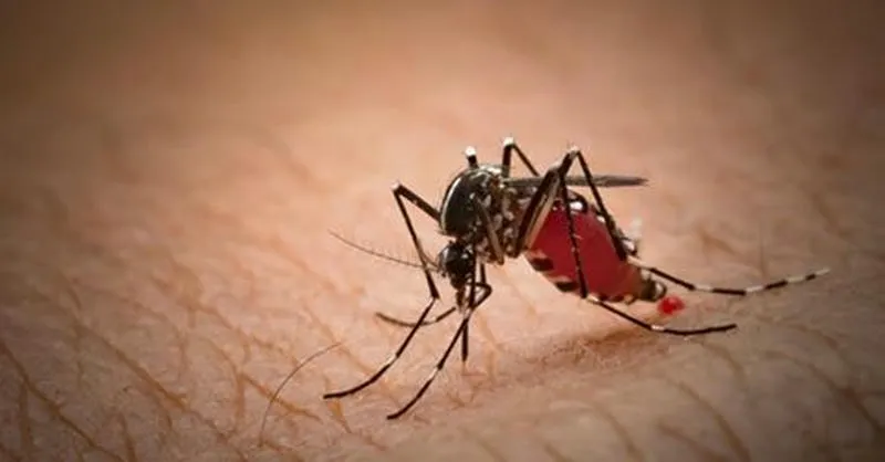 5 cách đuổi muỗi trong phòng - Hiệu quản, àn toàn