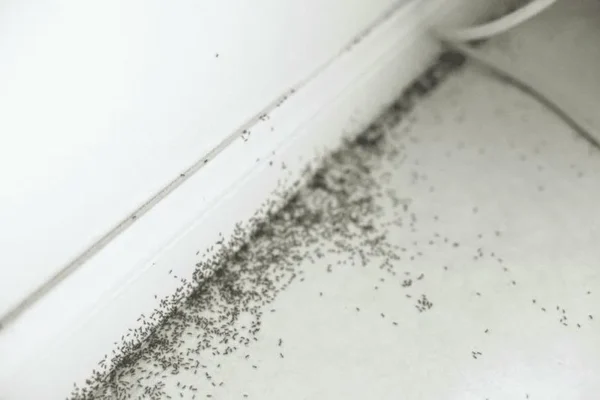 Những cách diệt kiến trong nhà hiệu quả nhất Những cách diệt kiến trong nhà hiệu quả nhất