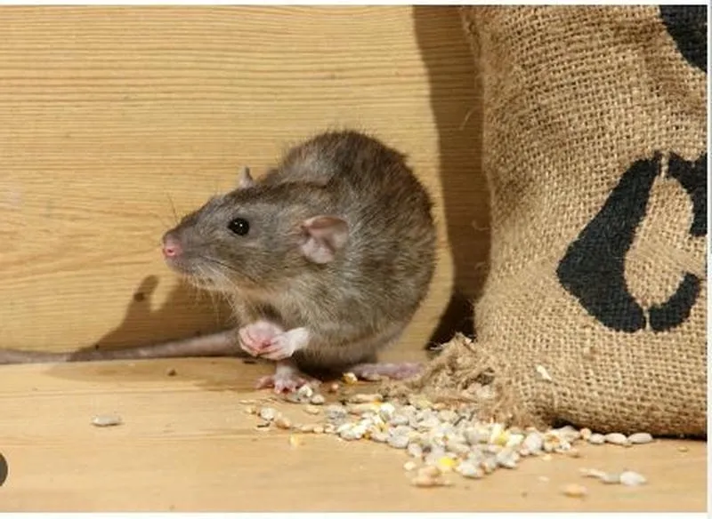 Lý Do Bạn Nên Chọn Công Ty Diệt Chuột Để Bảo Vệ Gia Đình Lý Do Bạn Nên Chọn Công Ty Diệt Chuột Để Bảo Vệ Gia Đình