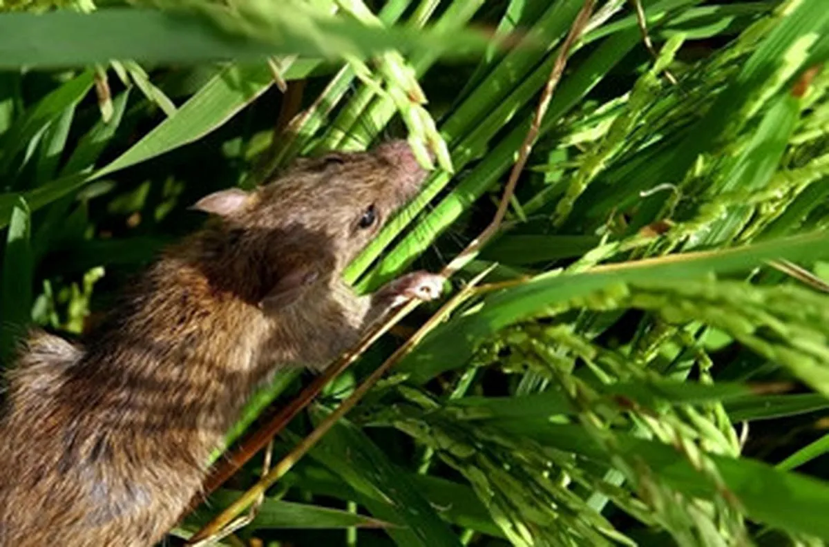 Biện pháp phòng ngừa và diệt chuột cắn phá lúa hiệu quả Biện pháp phòng ngừa và diệt chuột cắn phá lúa hiệu quả