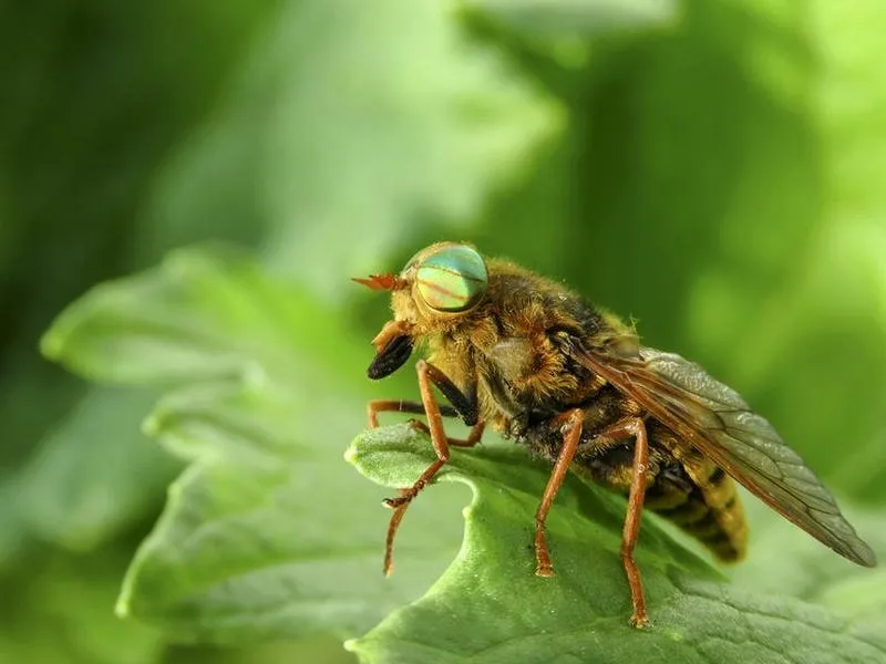 Những cách diệt ruồi trâu hiệu quả và an toàn nhất