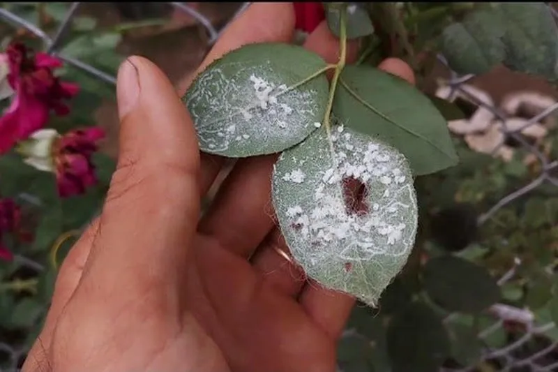 Rệp sáp | rệp trắng phá hoại cây cảnh và cây hoa màu Rệp sáp | rệp trắng phá hoại cây cảnh và cây hoa màu