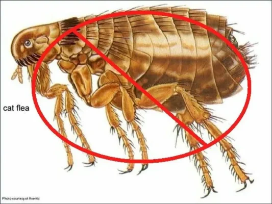 Những cách diệt bọ chét đơn giản, hiệu quả tại nhà