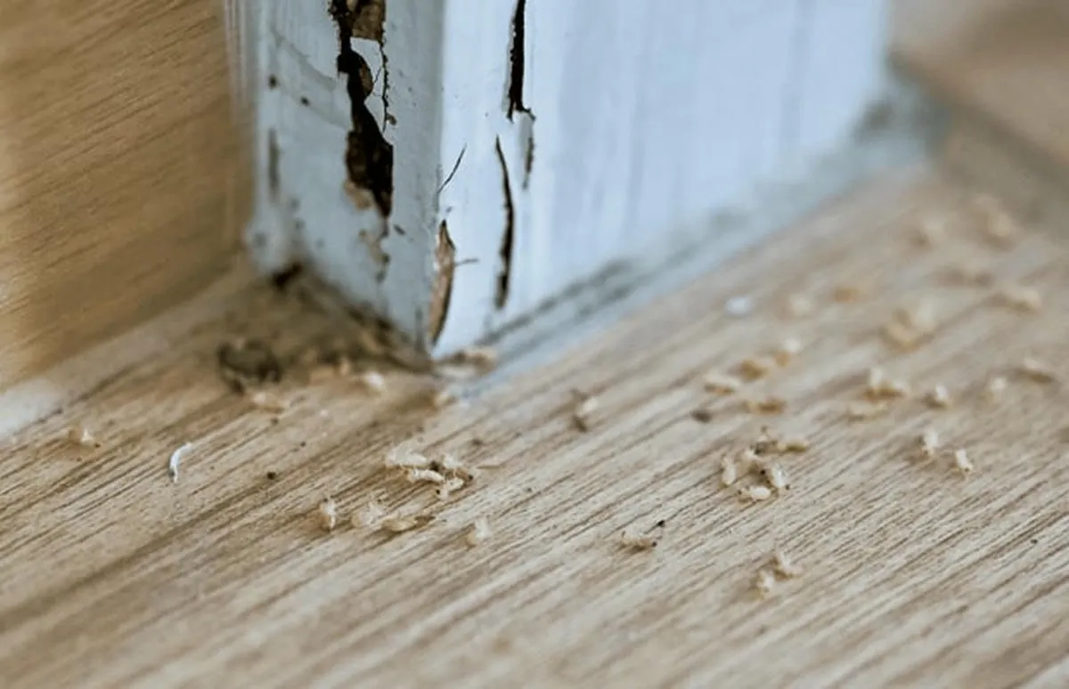 Những cách diệt mối ăn tường nhà