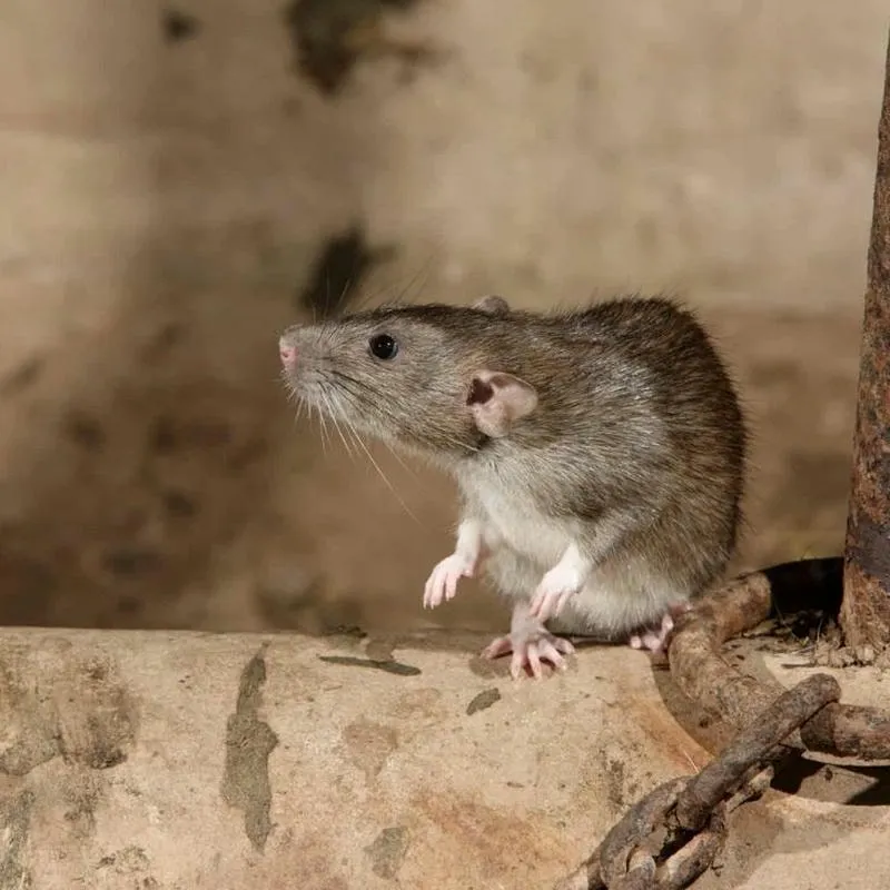 Những tác hại của chuột