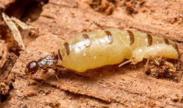 Dịch vụ diệt mối