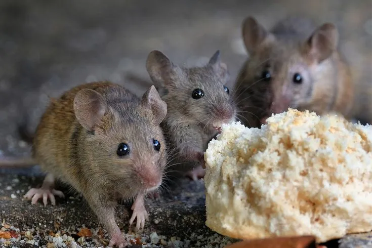 DANH SÁCH DỊCH VỤ DIỆT CHUỘT