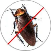Dịch vụ diệt gián hiệu quả cao và bảo hành dài lâu Dịch vụ diệt gián hiệu quả cao và bảo hành dài lâu