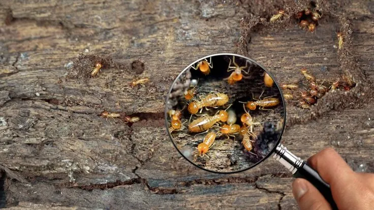 Giới thiệu dịch vụ diệt muỗi tận gốc của Phương Nam