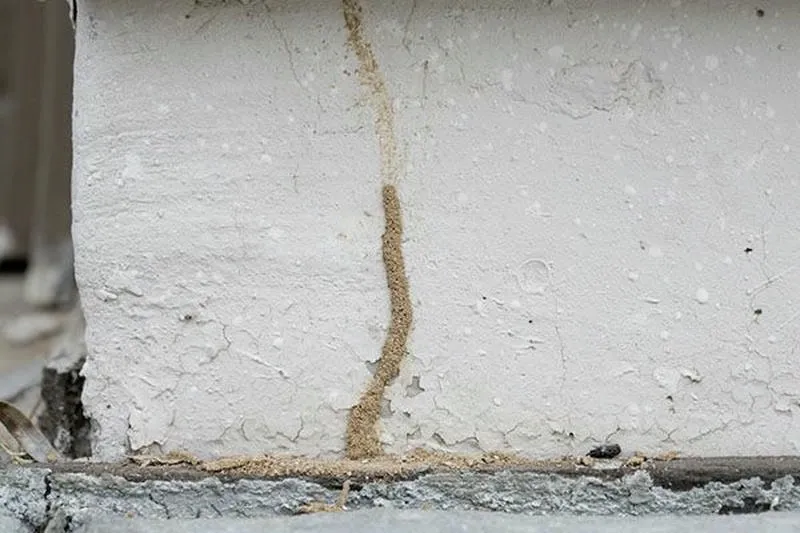 Các dấu hiệu phổ biến khi nhà bị mối xâm nhập như đường đất và gỗ rỗng Các dấu hiệu phổ biến khi nhà bị mối xâm nhập như đường đất và gỗ rỗng
