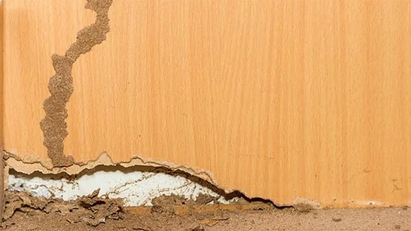 Dấu hiệu nhà bị mối phá hoại tại Phú Mỹ