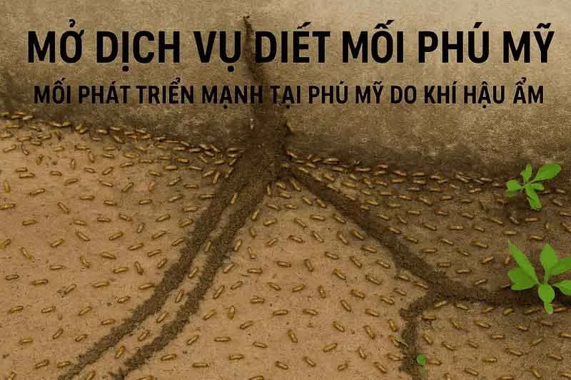 Diệt Mối Phú Mỹ: Chọn Dịch Vụ Chuyên Nghiệp, Uy Tín