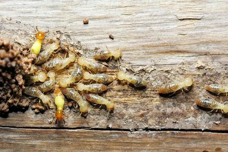 Diệt Mối Tại Đất Đỏ, Bà Rịa Vũng Tàu – An Toàn, Hiệu Quả