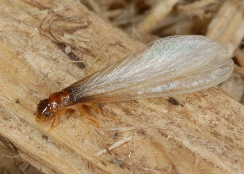 Hiểu Biết Mối Có Cánh: Nguy Hại và Cách Phòng Ngừa Hiệu Quả