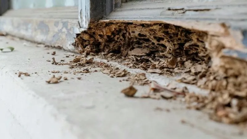 Tại Sao Mối Tấn Công Nhà Ở Phú Mỹ? Giải Pháp Nào? Tại Sao Mối Tấn Công Nhà Ở Phú Mỹ? Giải Pháp Nào?