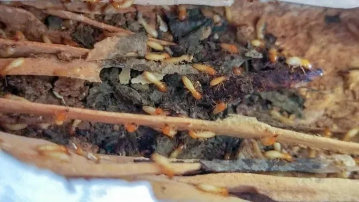 So sánh các phương pháp diệt mối phổ biến hiện nay – từ hóa học đến dân gian