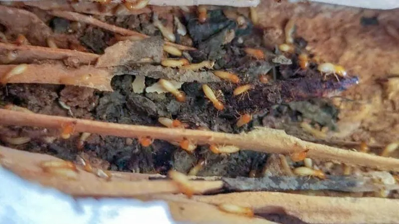 So sánh các phương pháp diệt mối phổ biến hiện nay – từ hóa học đến dân gian