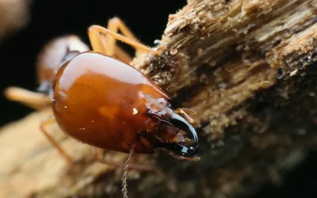 Mối đang phá hoại gỗ nội thất trong nhà, dấu hiệu rõ ràng cần xử lý mối sớm