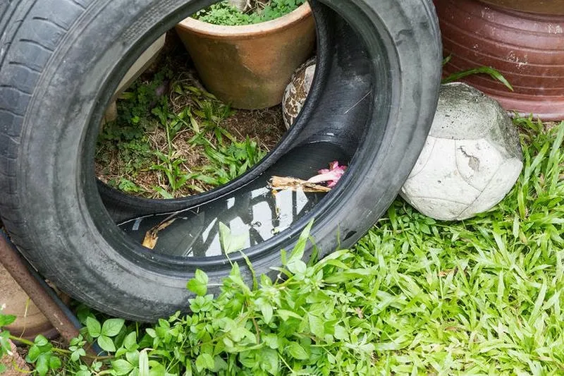 Môi trường sinh sản của muỗi tại Vũng Tàu Môi trường sinh sản của muỗi tại Vũng Tàu