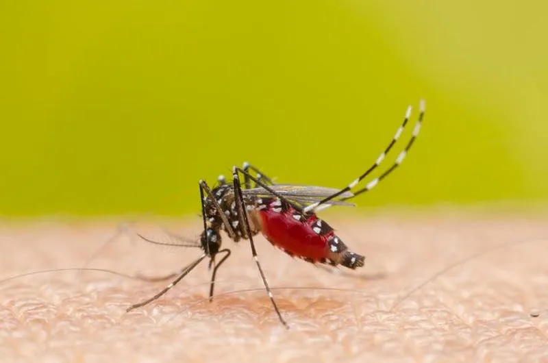 Muỗi Aedes aegypti gây sốt xuất huyết Muỗi Aedes aegypti gây sốt xuất huyết