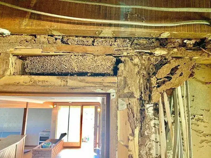 Nhà bị mối tấn công tại Đồng Nai Nhà bị mối tấn công tại Đồng Nai