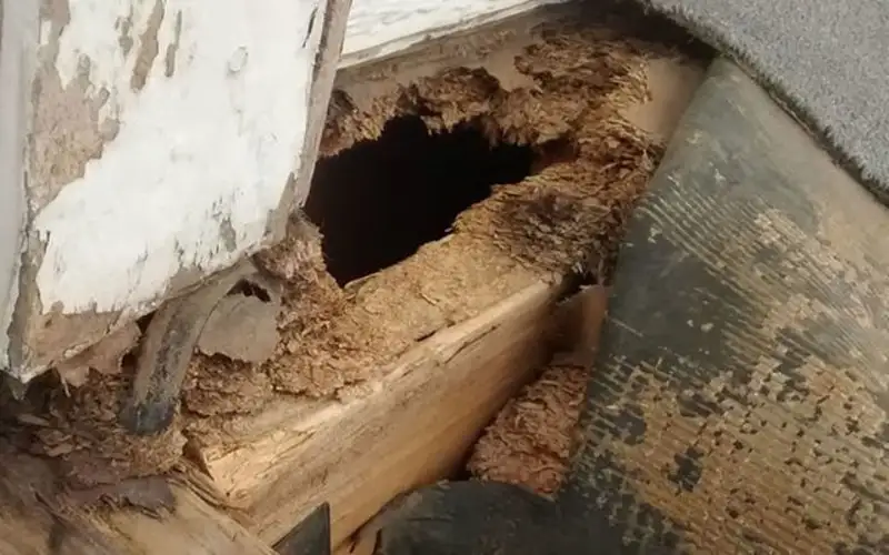 Tác hại mối với công trình Tác hại mối với công trình