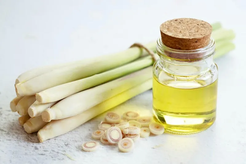 Tinh dầu sả và bạc hà dùng để đuổi muỗi tự nhiên Tinh dầu sả và bạc hà dùng để đuổi muỗi tự nhiên