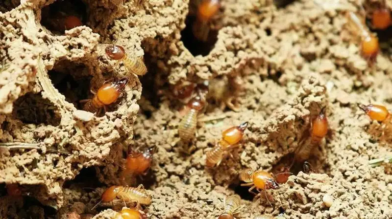 Tổ mối trong đất hoặc gỗ Tổ mối trong đất hoặc gỗ